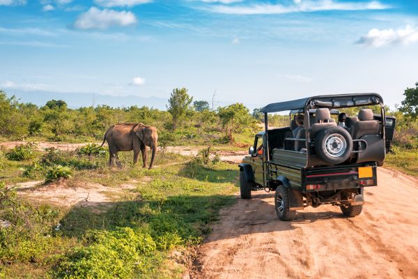 wildlife safaris in Africa